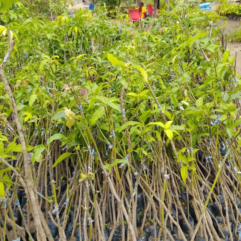 Mango Seedling