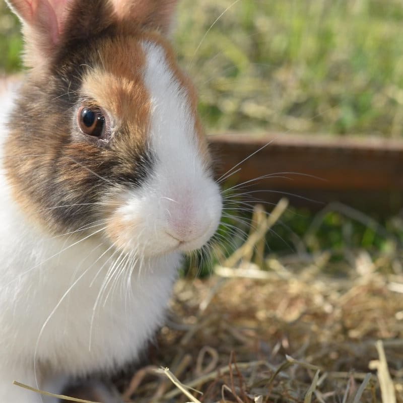 Rabbits