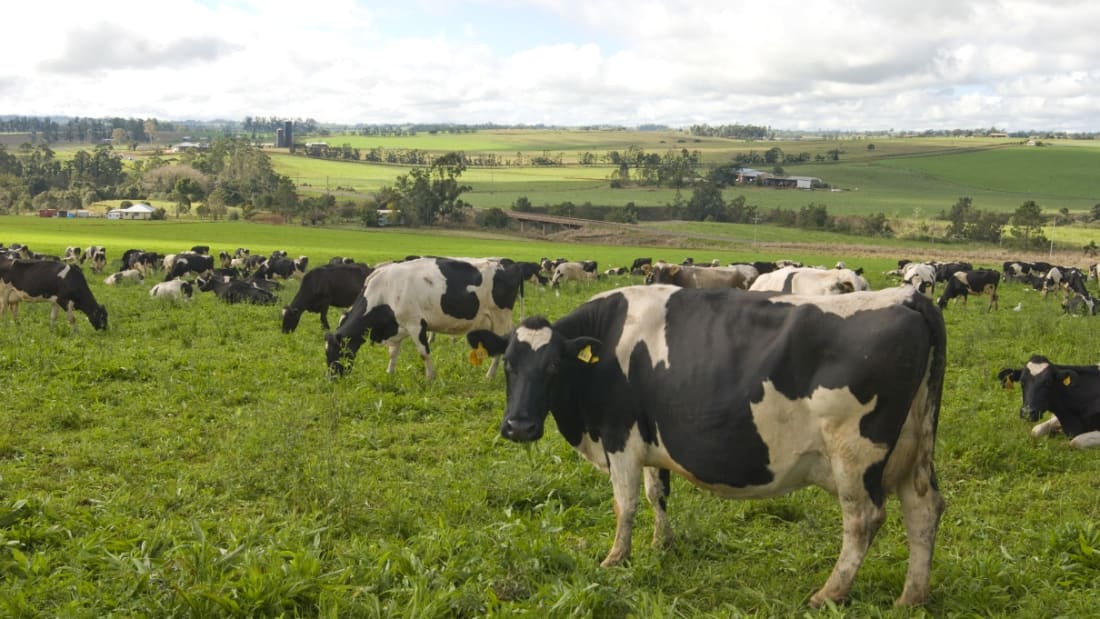 Gallo Dairy 4_Actifs en vente