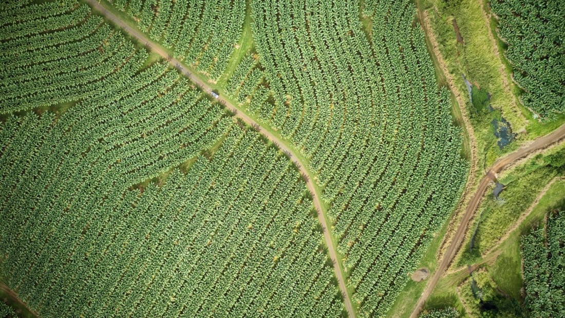 MACKAY FARMING GROUP - Australia's Largest Banana Producer and Tropical Fruit En 4_出售物業