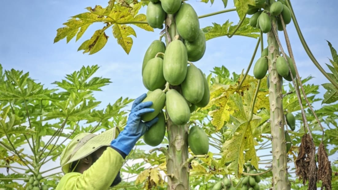 MACKAY FARMING GROUP - Australia's Largest Banana Producer and Tropical Fruit En 4_出售物業