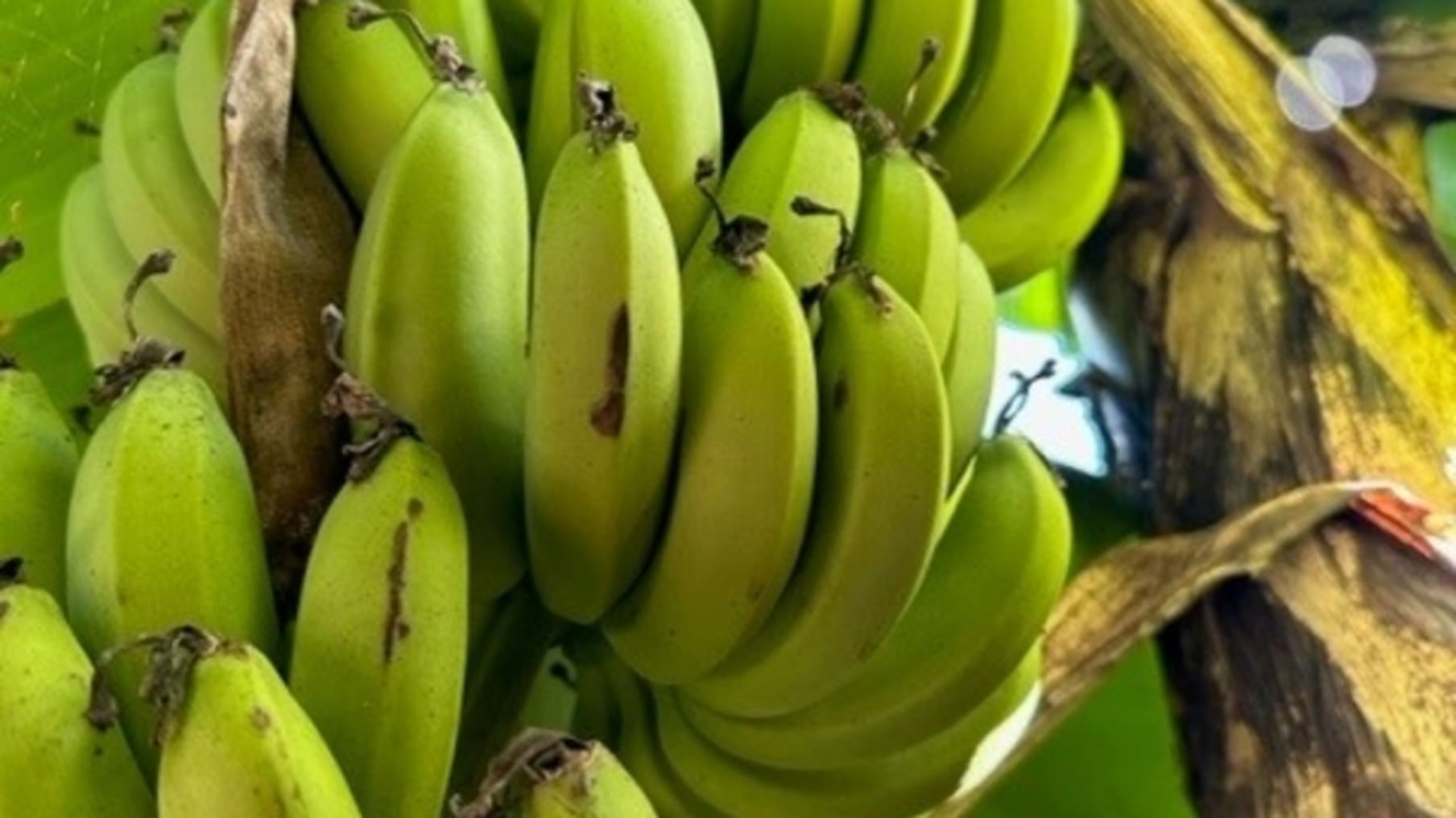 Kimberley Produce 5_Actifs en vente