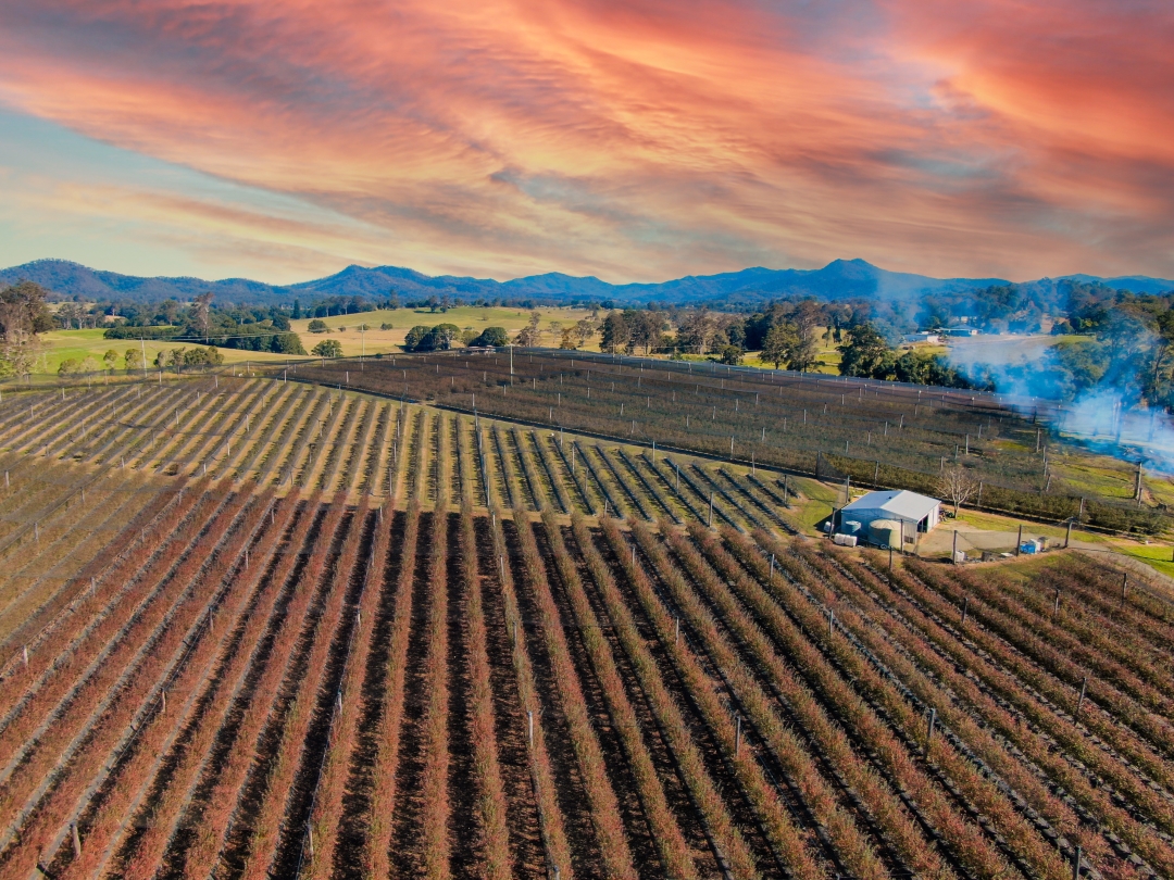 Bowraville Blueberry Farm Property For Sale Bowraville JLL