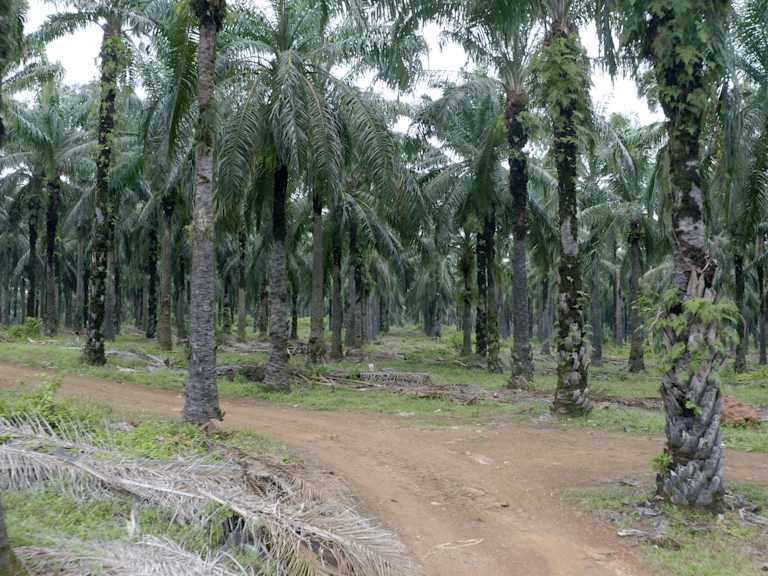 919 Acre Port Dickson Land_Property for Sale