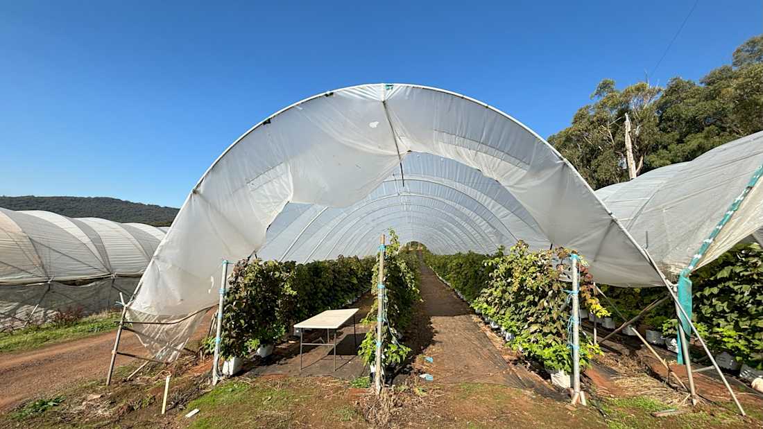 The Big Berry  4_Property for Sale