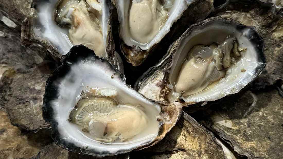 Noosa Oyster Co 4_Property for Sale