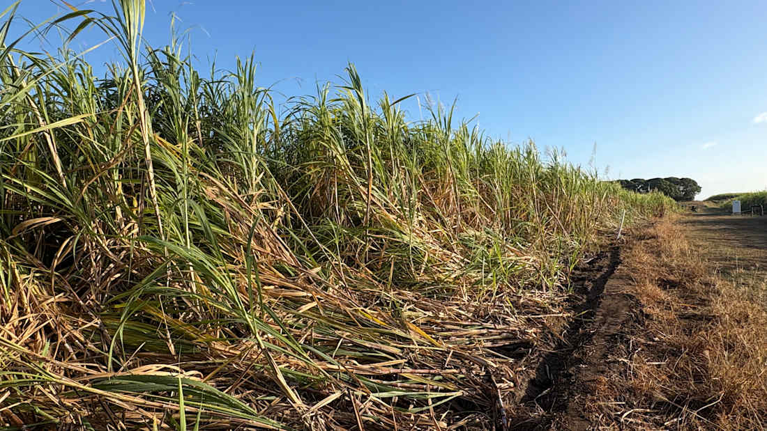 Brandon Farms | Versatile Burdekin Irrigation 4_Property for Sale
