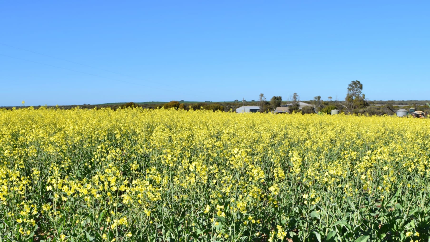 Mardine Springs Aggregation, Mullewa, WA_Property for Sale