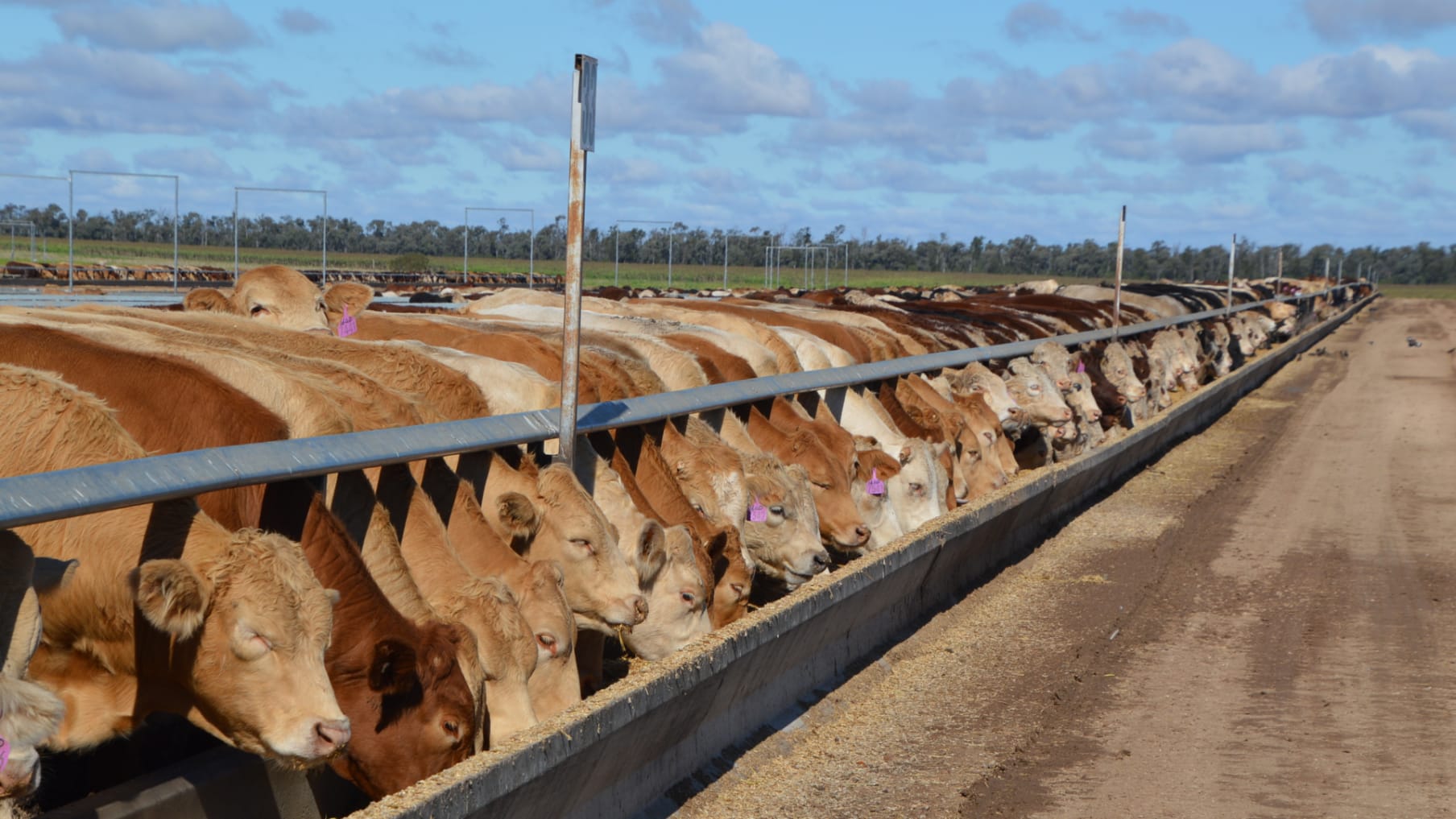 Moruya Feedlot- Strategic Intensive Livestock Opportunity _Property for Sale