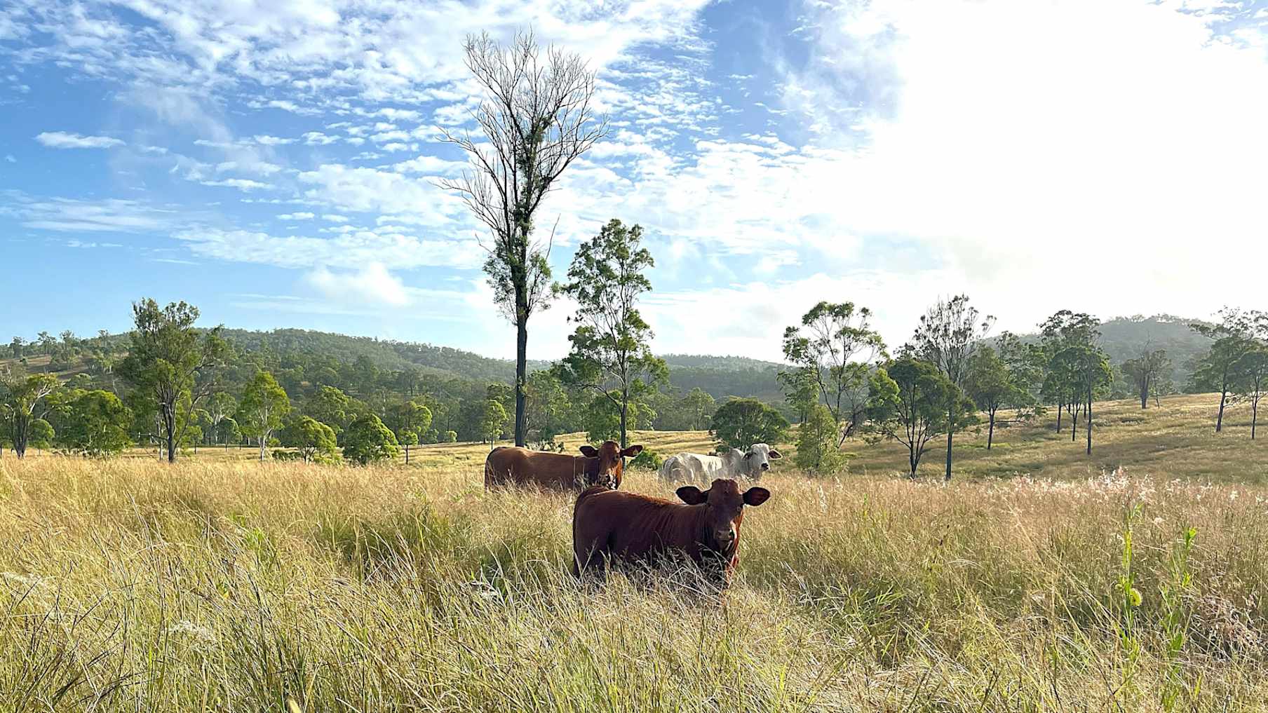 Avonlea_Property for Sale