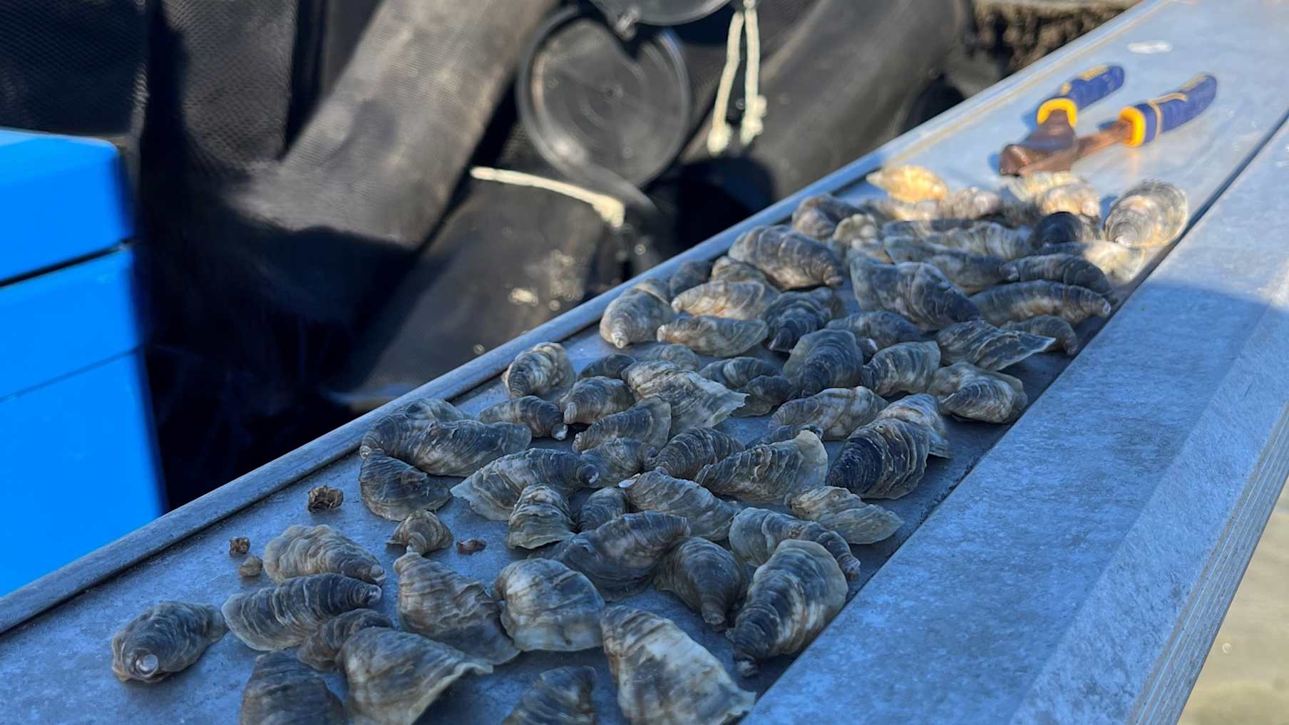 Noosa Oyster Co_Property for Sale