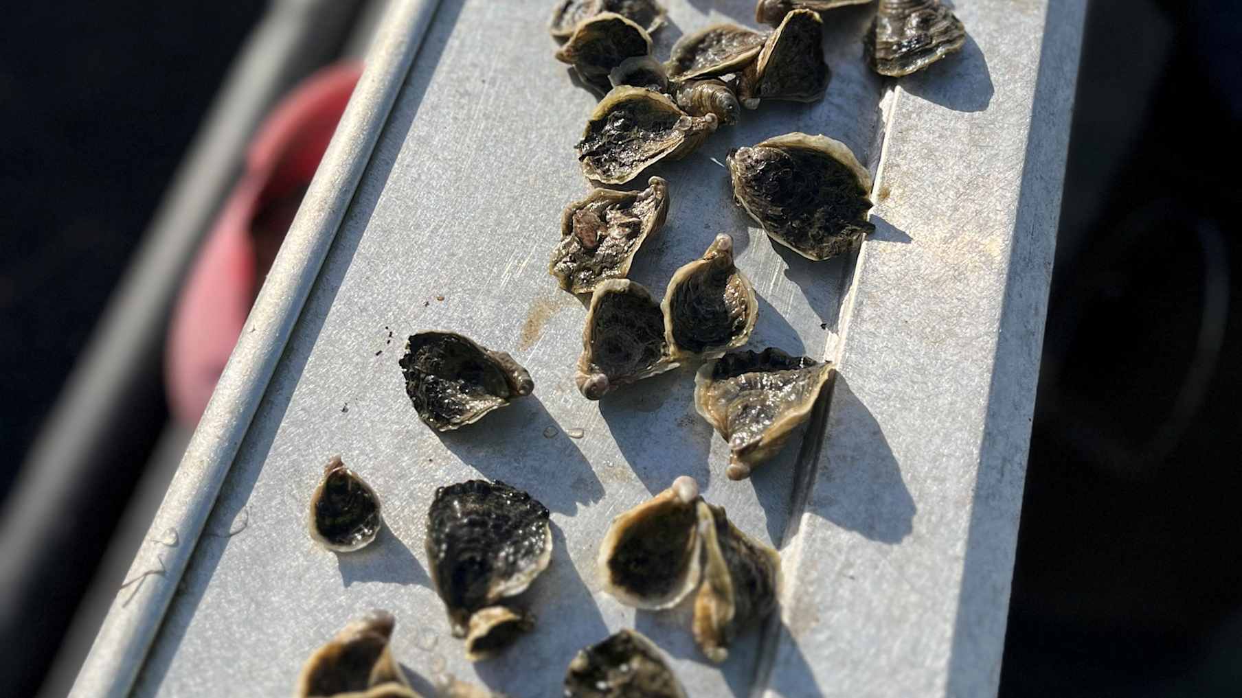 Noosa Oyster Co 5_Property for Sale