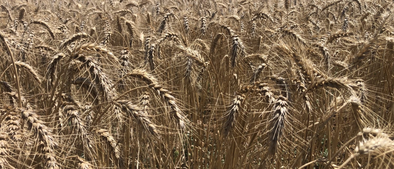 Mudabie Mudamuckla Property for Sale AU JLL