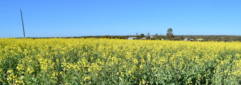 Mardine Springs Aggregation, Mullewa, WA_Property for Sale