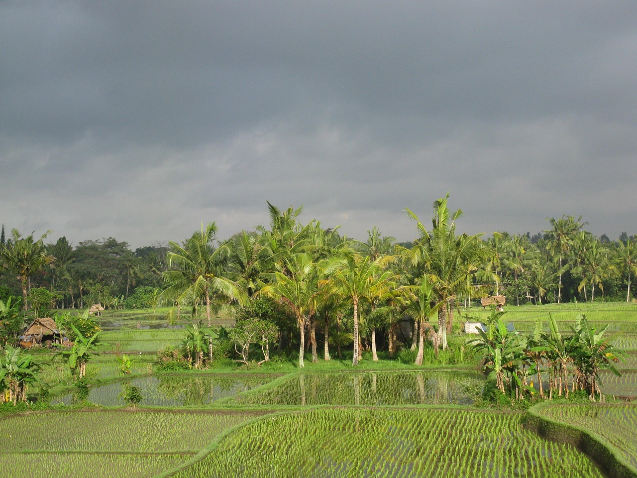 Mengenal Pengertian, Ekosistem, dan Jenis-Jenis Sawah di Indonesia