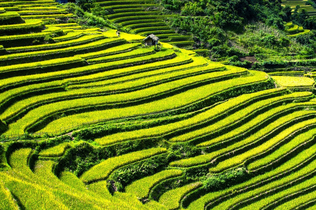 Mengenal Ekosistem Sawah: Pengertian, Jenis, dan Manfaatnya