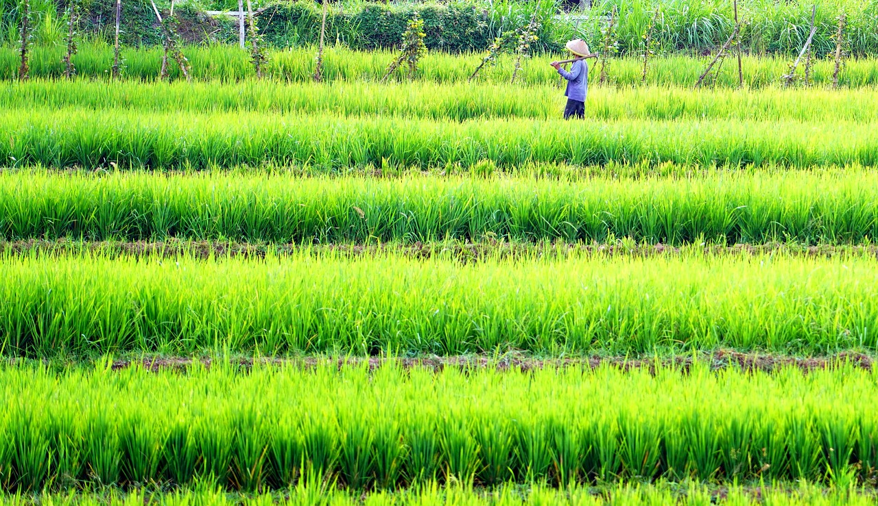 Berbagai Manfaat Sawah bagi Masyarakat dan Petani