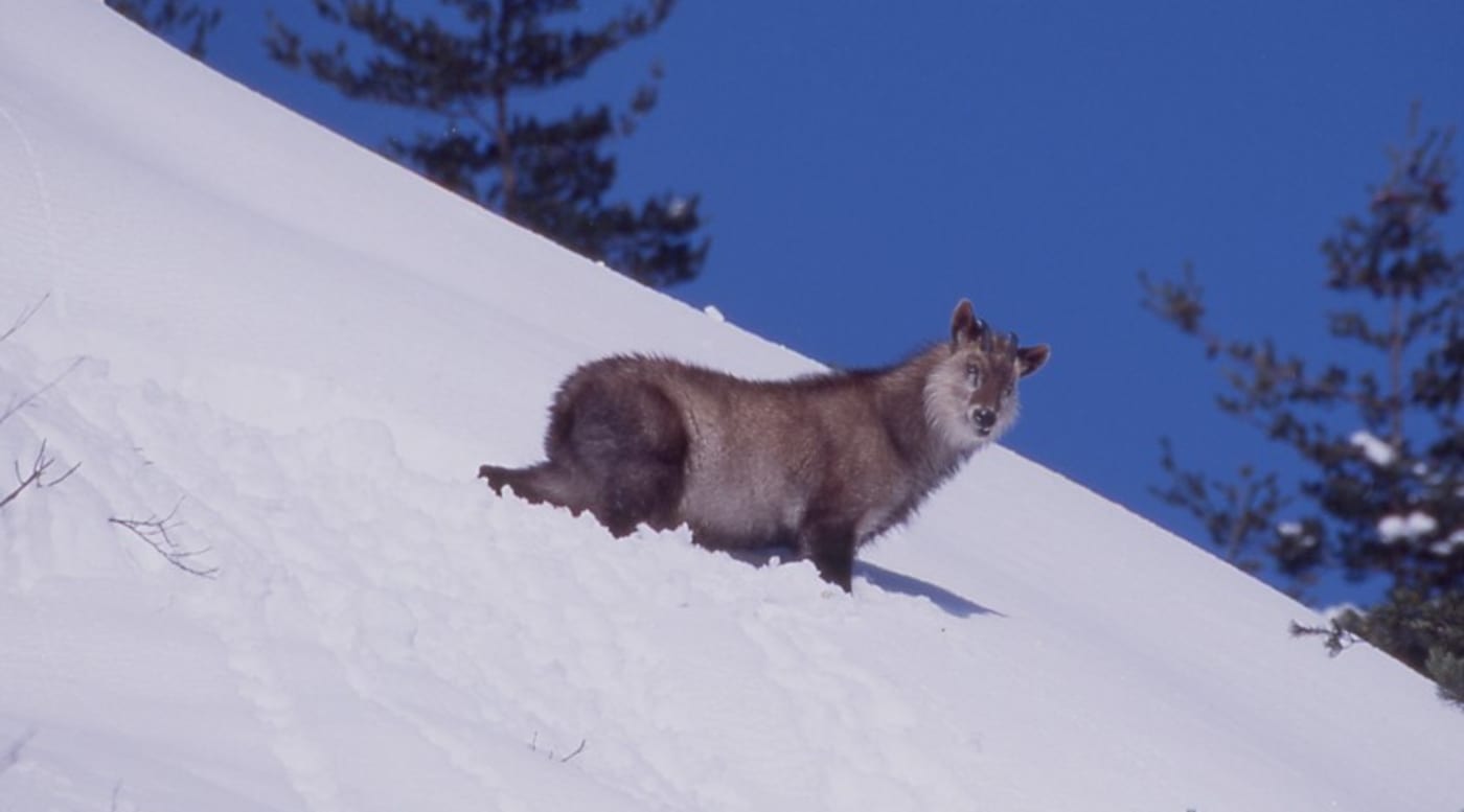 Plants & Animals | Hakusan | National Parks of Japan