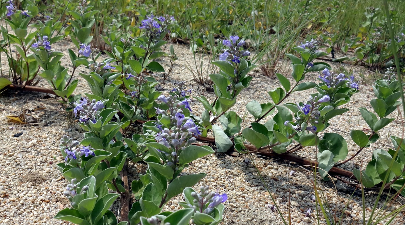 動植物 瀨戶內海 日本國家公園