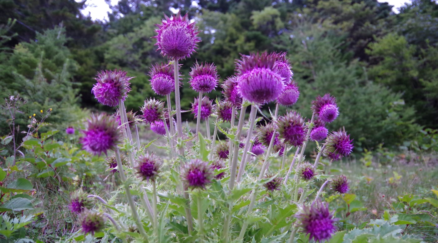 Plants Animals Fuji Hakone Izu National Parks Of Japan