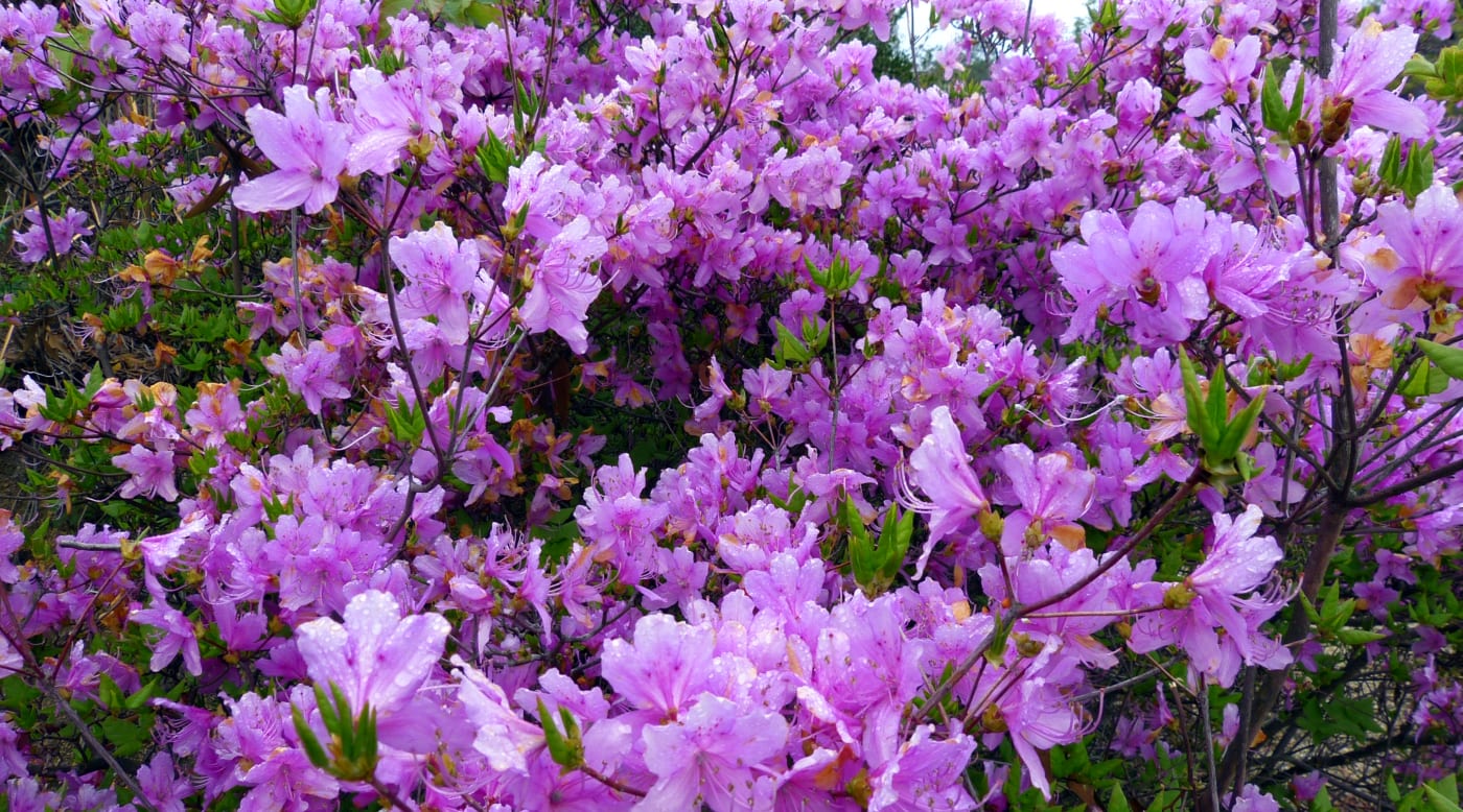 動植物 瀨戶內海 日本國家公園