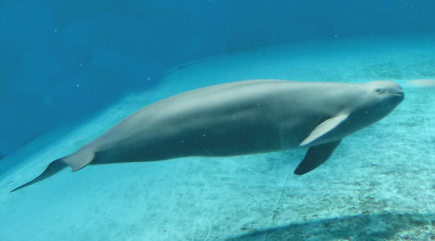 動植物 瀨戶內海 日本國家公園