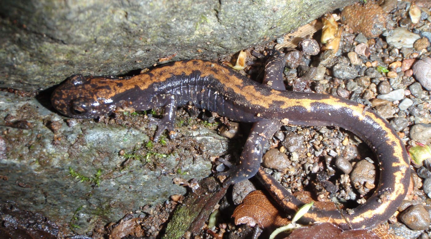 Plants & Animals | Fuji-Hakone-Izu | National Parks of Japan