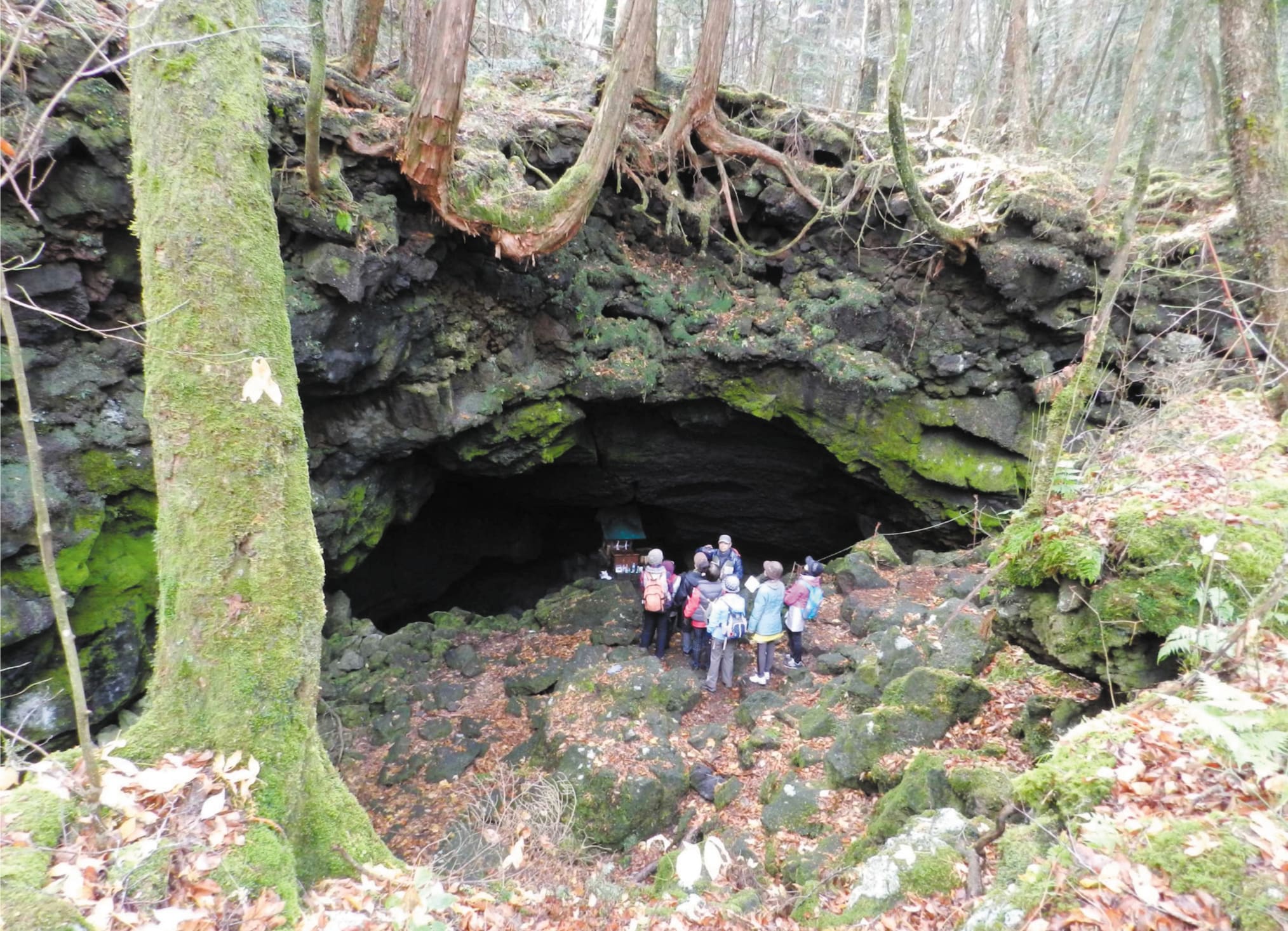 Hike In The Sea Of Trees National Parks Of Japan