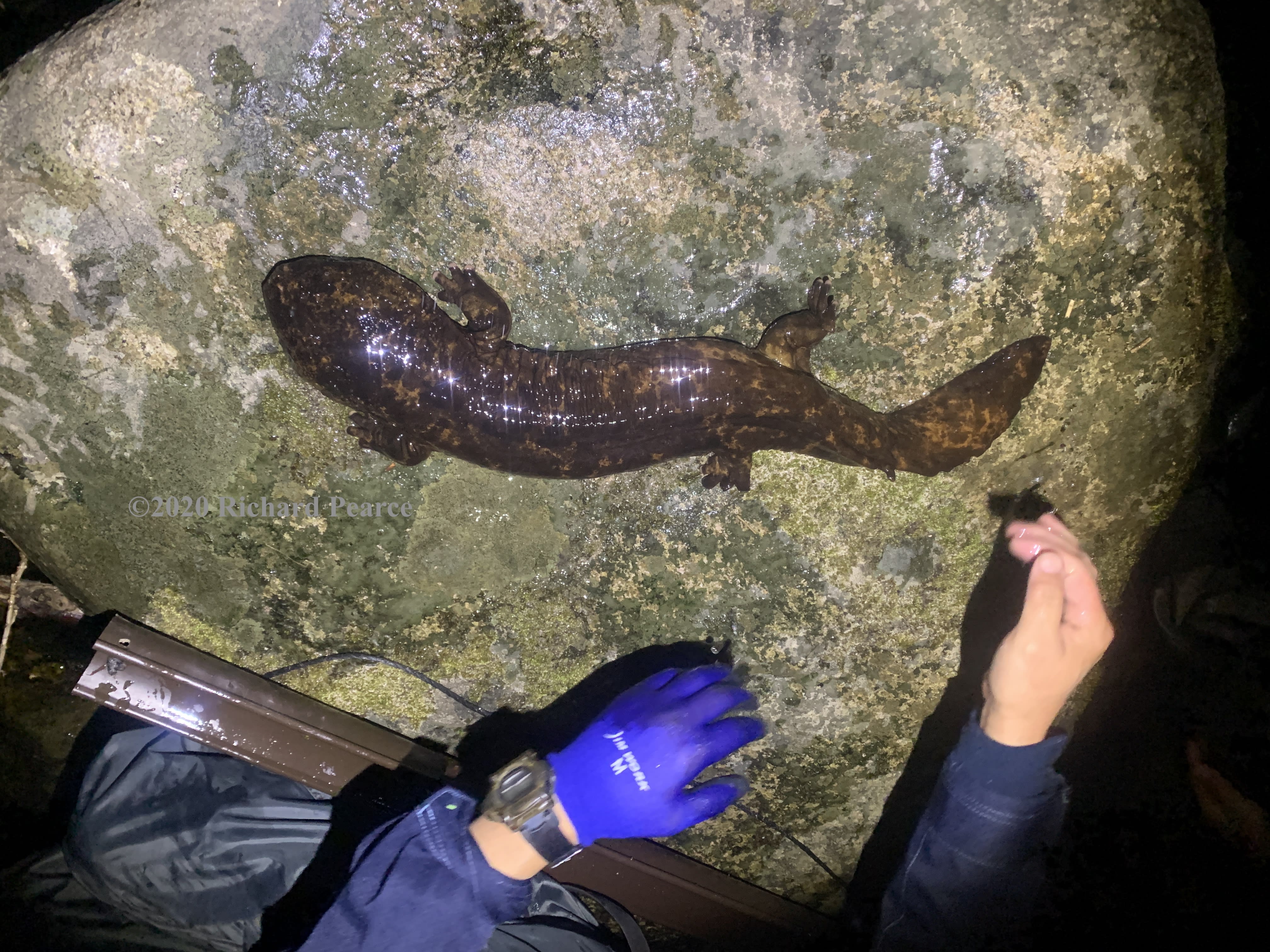Japanese Giant Salamander Conservation Experience National Parks Of Japan