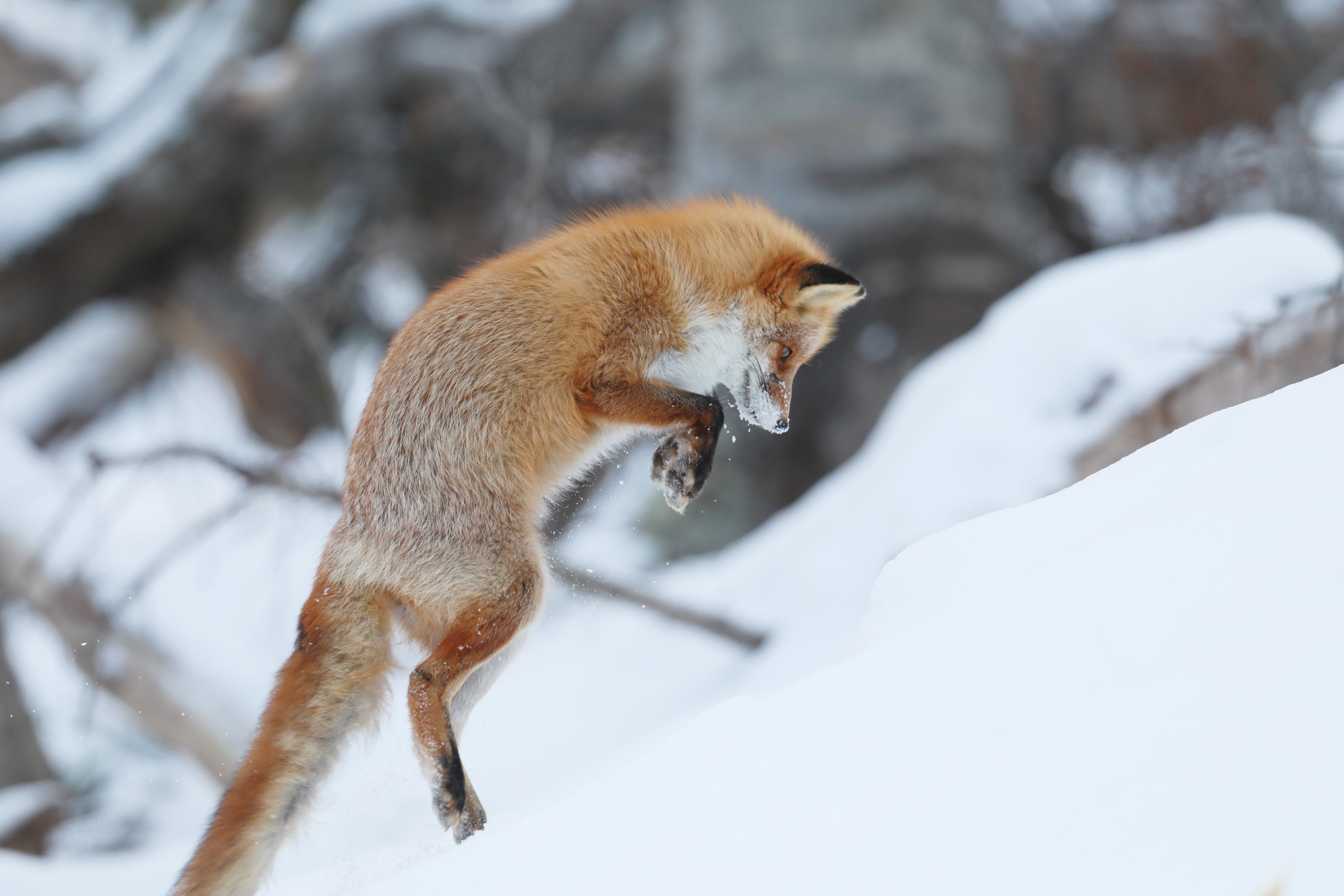 wildlife tour japan