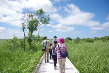 Sarobetsu Wetlands Boardwalk Tour