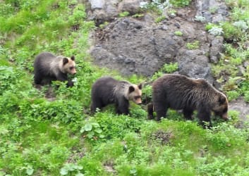 Shiretoko Brown Bear Watching Cruise