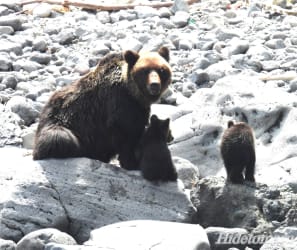 知床半島野生動物遊船觀賞之旅