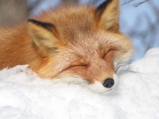 觀賞冬季的野生動物