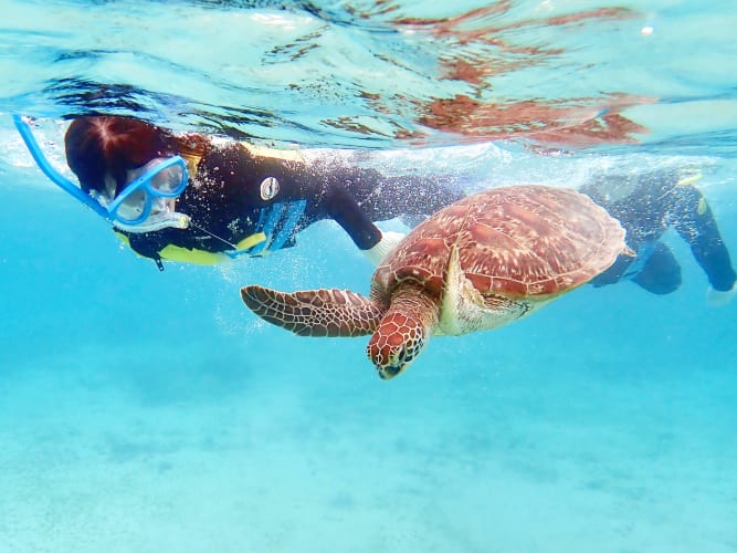 Snorkeling with Sea Turtles