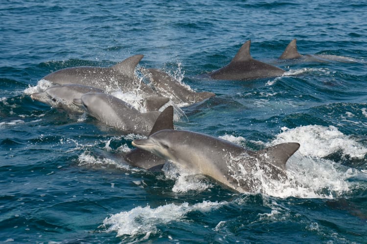 Dolphin Spotting Cruise