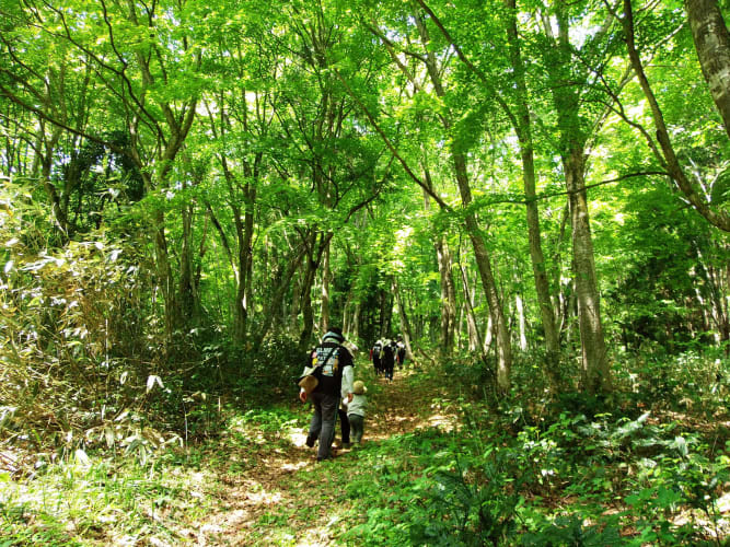 Forest Therapy at Shinjo Village