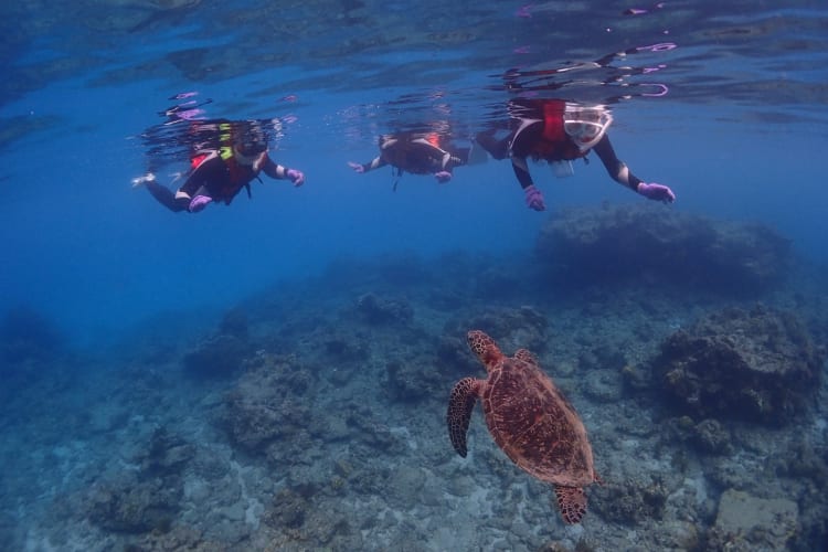 Snorkeling and Diving on Yakushima (Island) National Park