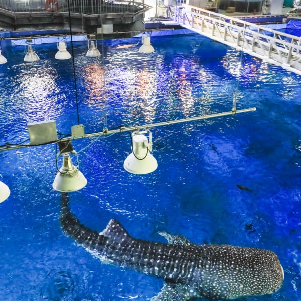 Watch the Whale Sharks Swim Right Below You in the Kuroshio Sea Tank!