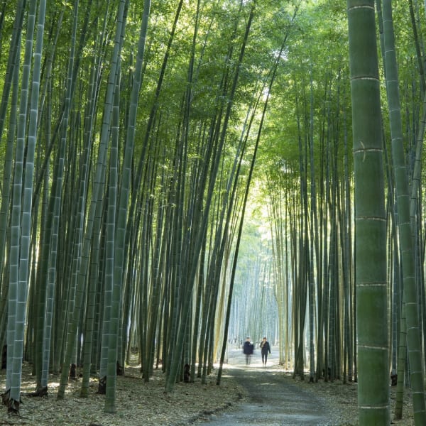 若竹之杜 若山農場