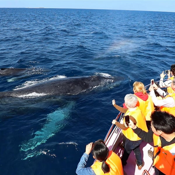 Melihat Langsung Atraksi Paus di Laut Okinawa