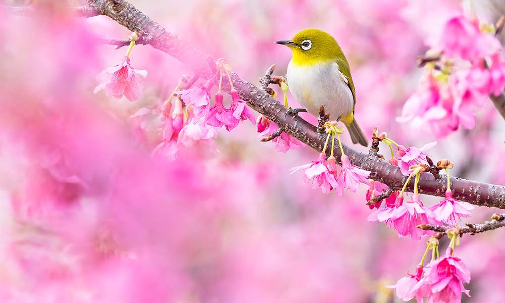 Cherry Blossoms - Japan National Tourism Organization