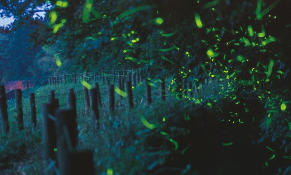 On The Glow 10 Firefly Viewing Spots In Japan Travel Japan Jnto