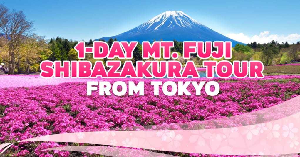 1 Day Mt Fuji Shibazakura Tour Travel Japan Jnto
