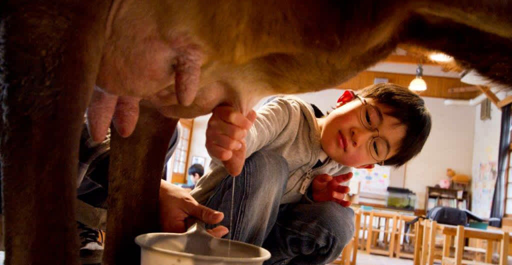 cow milking in Iga no Sato Mokumoku Tezukuri Farm