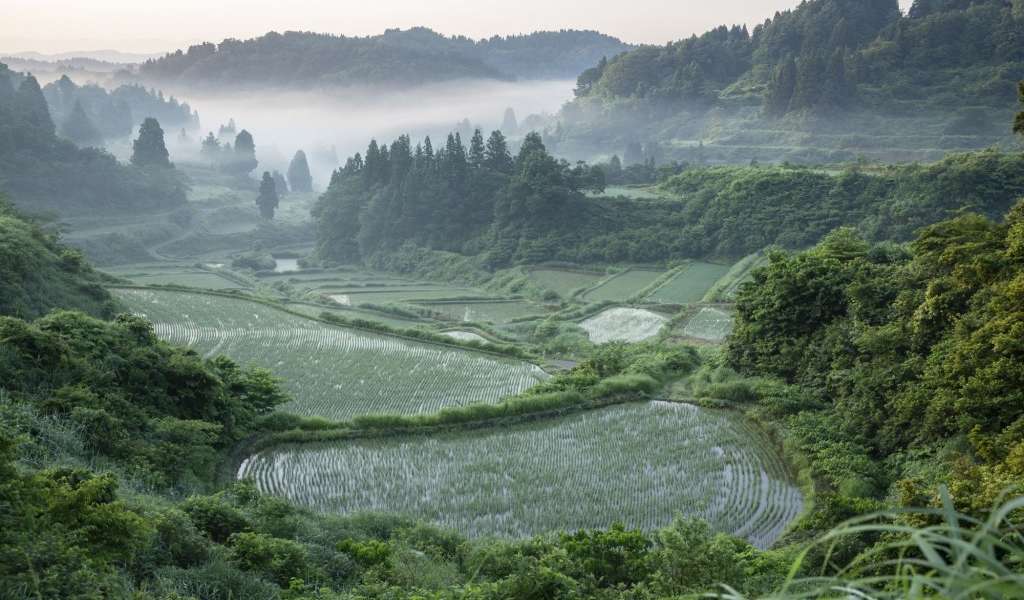 Hoshitoge Rice Terraces, green rice paddies in Japan