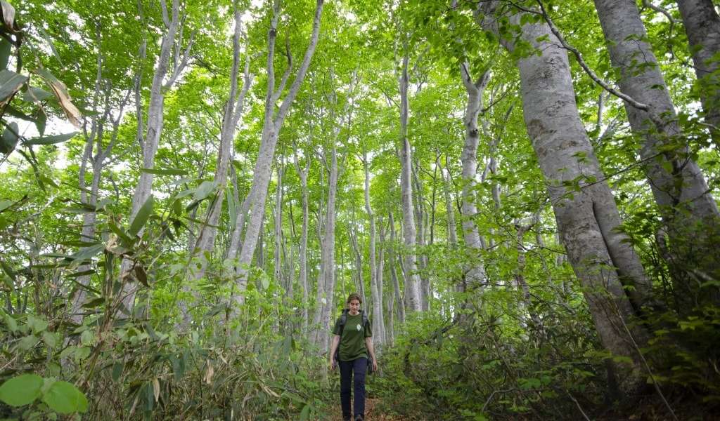 Woman walking underneath the beech trees