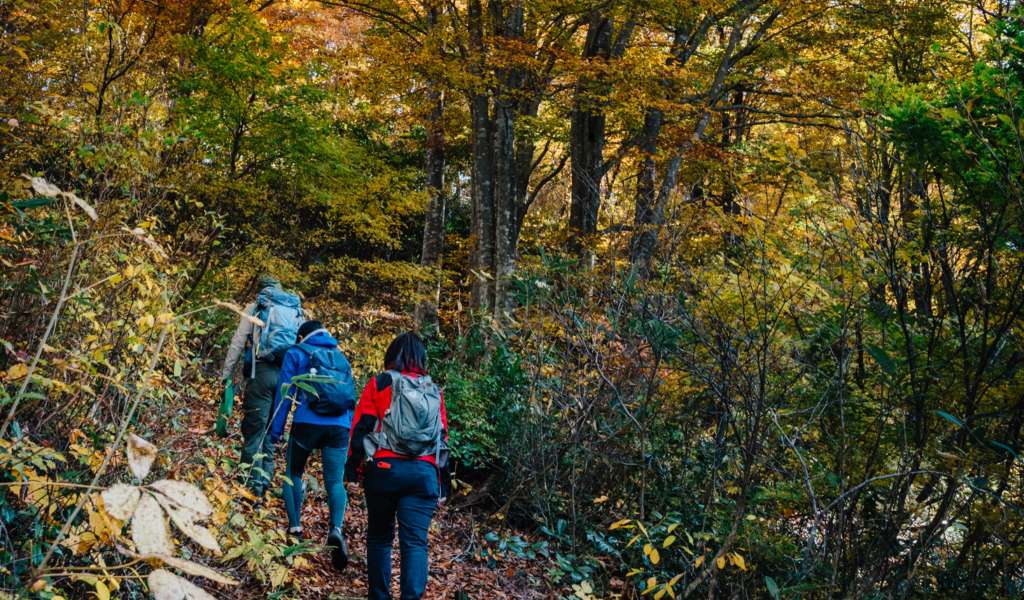 People hiking under the beech trees