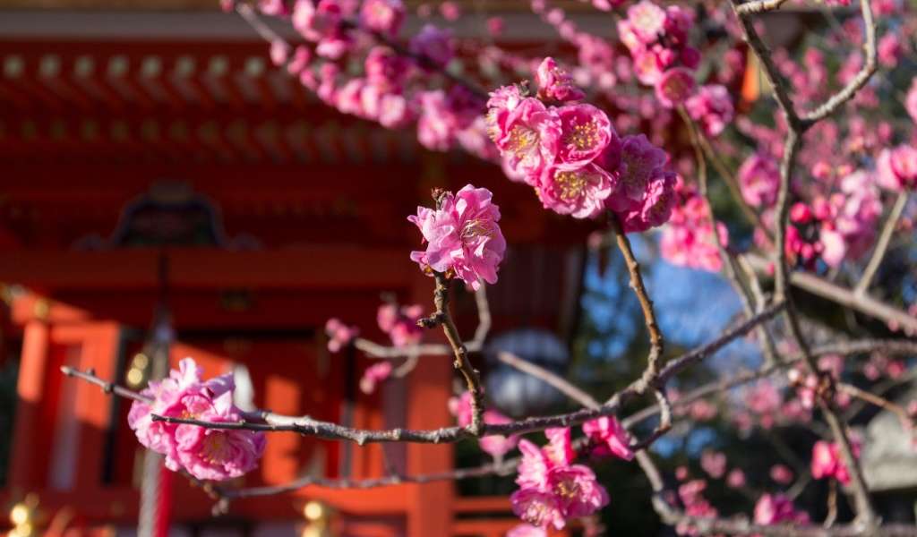 Plum blossoms blooming in Japan