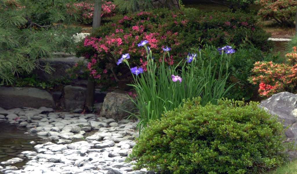 Iris flowers next to a pond at Kyoto Imperial Palace